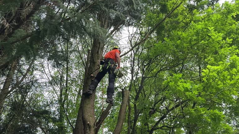 Best Tree Preservation Services  in Brownsboro, TX