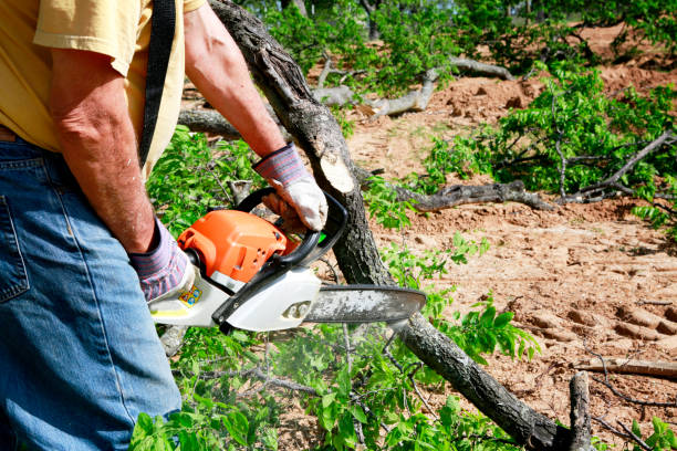 Professional Tree Services in Brownsboro, TX